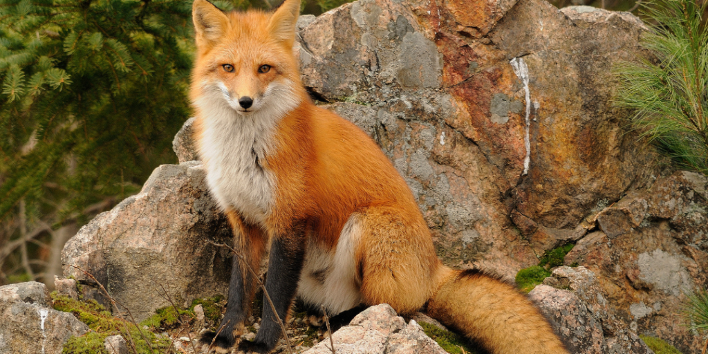 Baby Fox Names: Endearing and Memorable