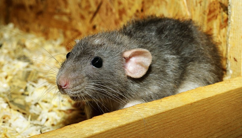 Cute female pet rat name ideas