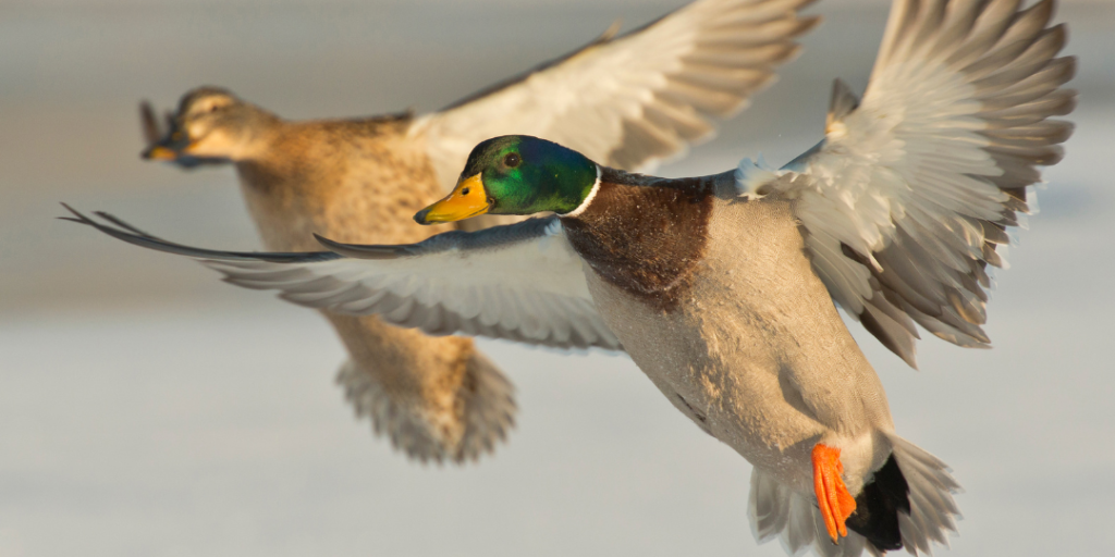 Funny Duck Names