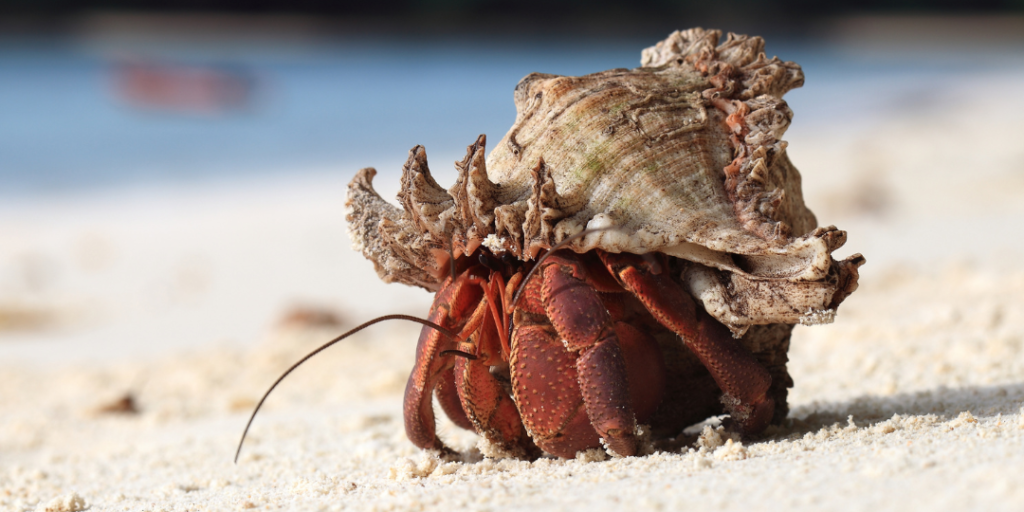 Funny Hermit Crab Names