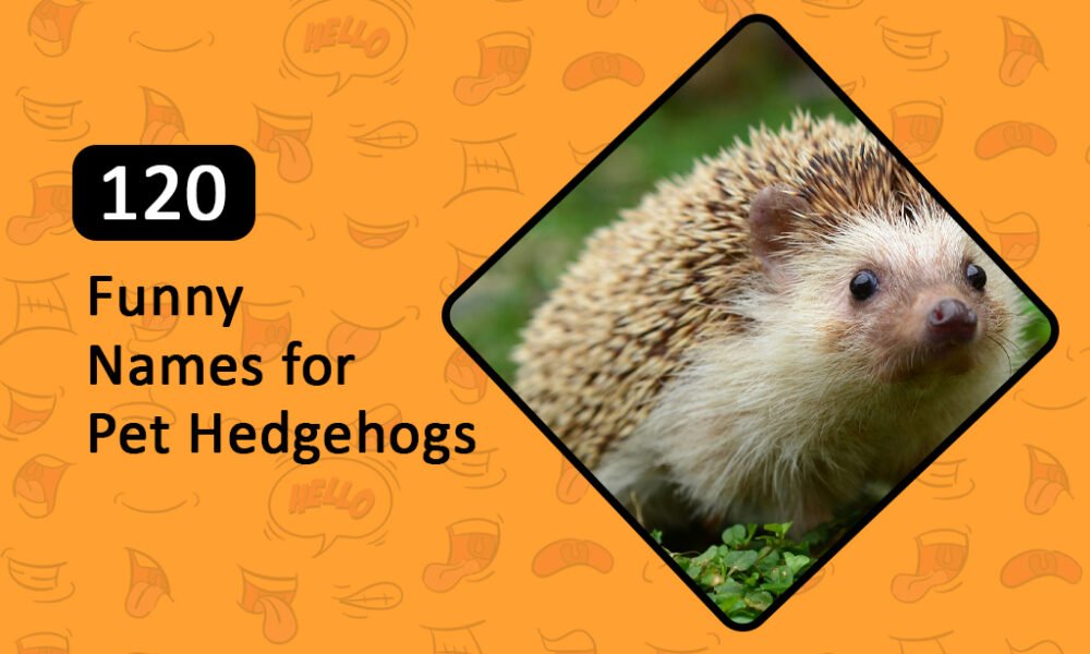 120 Funny Names for Pet Hedgehogs