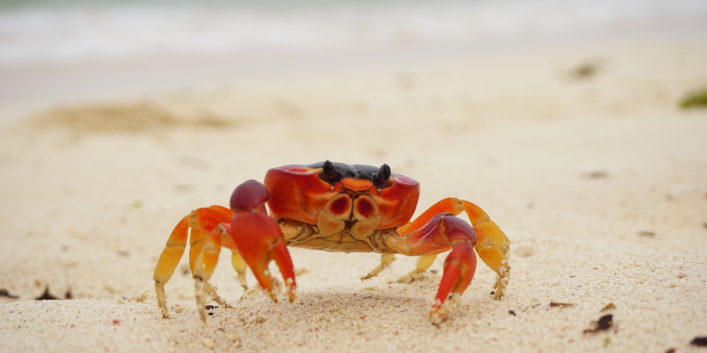 Funny Crab Names