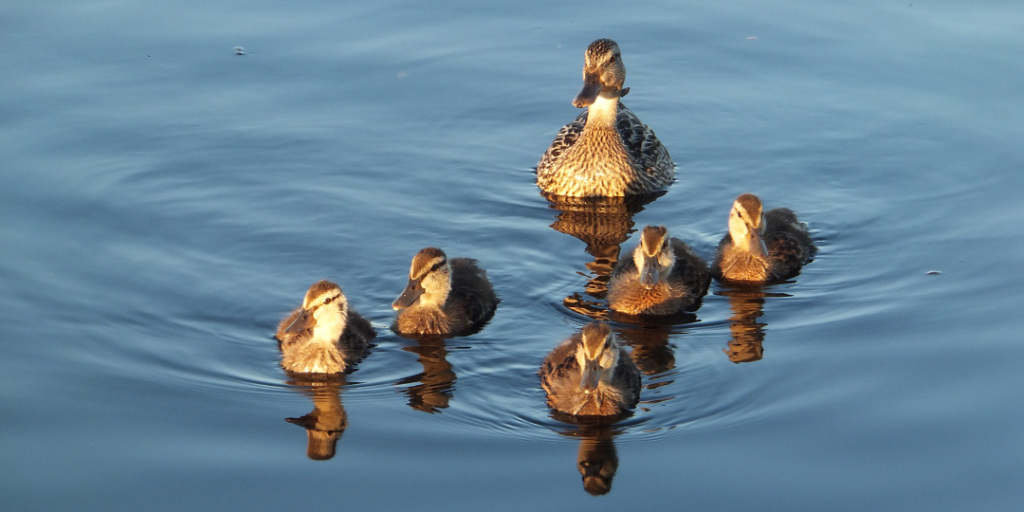 Pet Duck Names