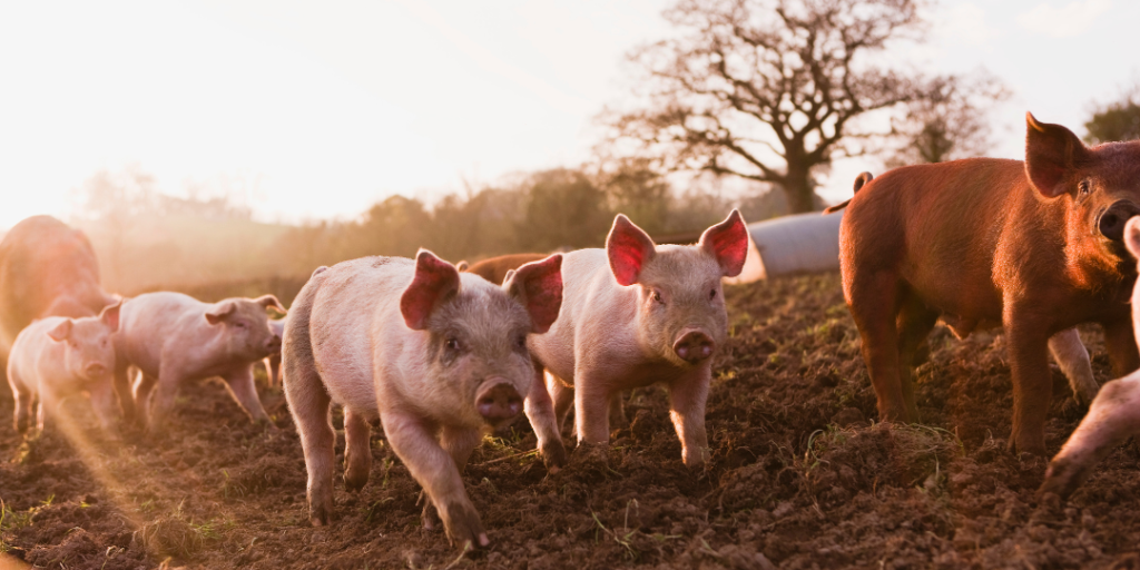 Boy Pig Names