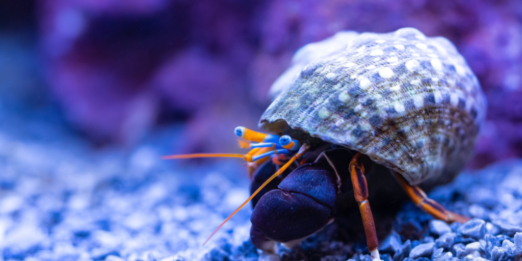 Unique Hermit Crab Names