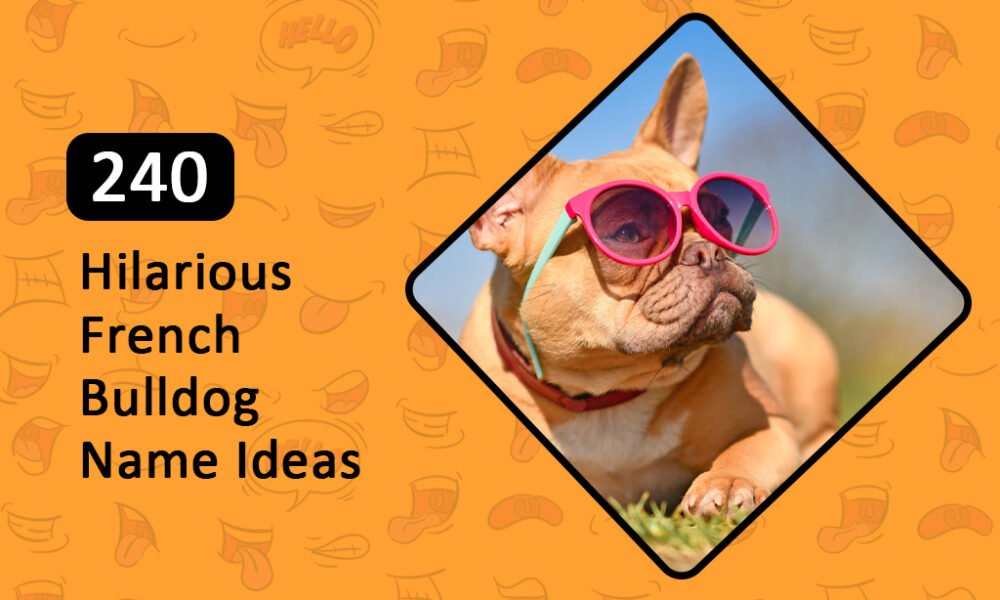 240 Hilarious French Bulldog Name Ideas