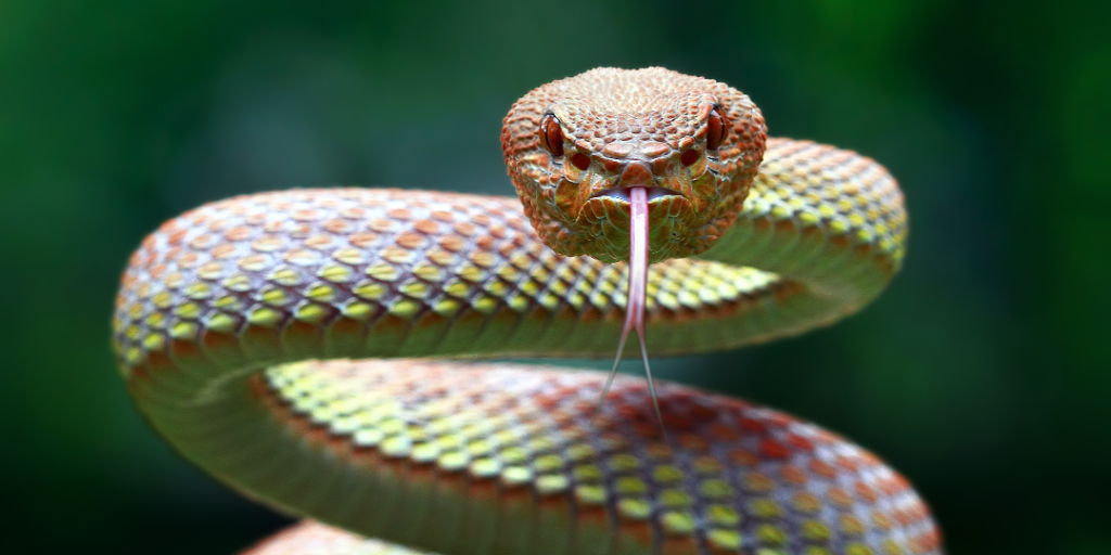 Female Snake Names