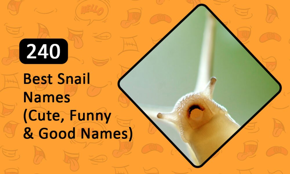 Best Funny Snail Names