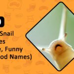 Best Funny Snail Names