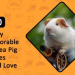 Funny & Adorable Guinea Pig Names You’ll Love
