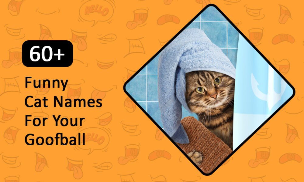 Funny Cat Names For Your Goofball