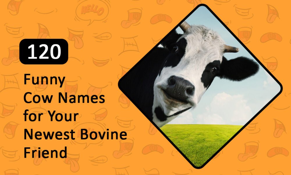 Funny Cow Names for Your Newest Bovine Friend
