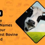 Funny Cow Names for Your Newest Bovine Friend