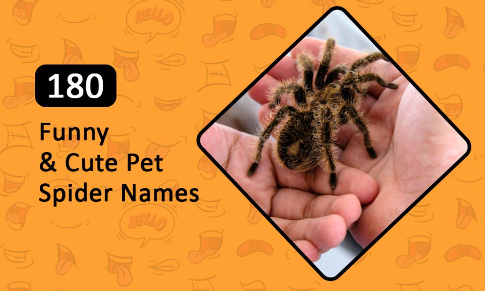 Funny & Cute Pet Spider Names