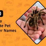 Funny & Cute Pet Spider Names