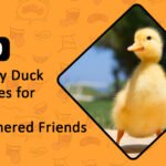 Funny Duck Names for Your Feathered Friends
