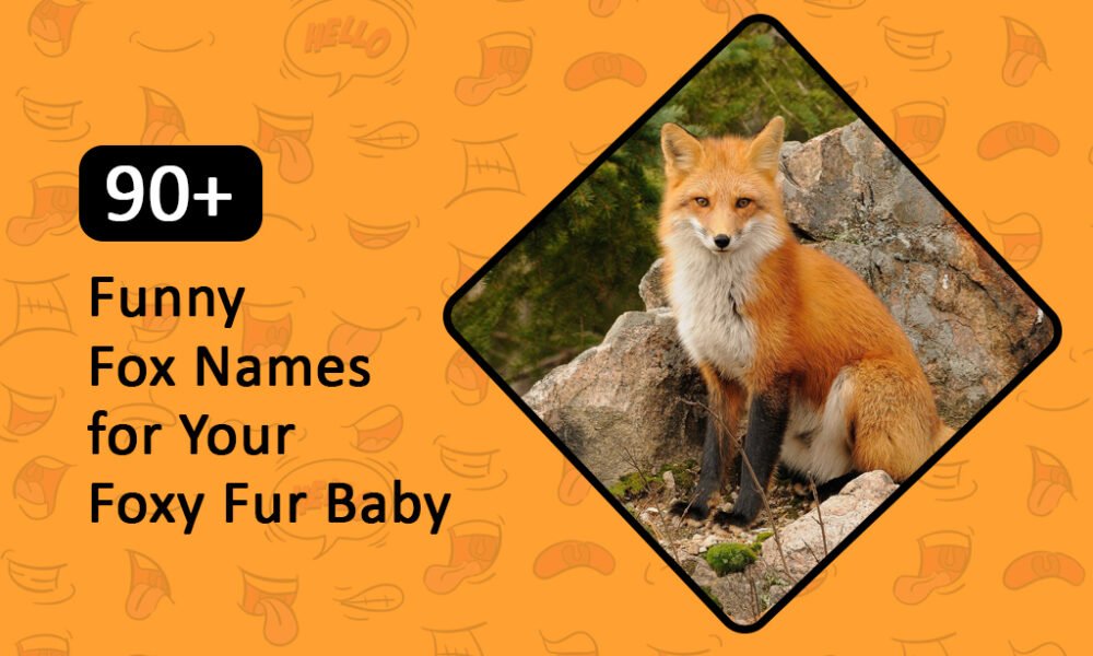 Funny Fox Names for Your Foxy Fur Baby