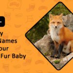 Funny Fox Names for Your Foxy Fur Baby