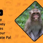 Funny Monkey Names for Your Primate Pal