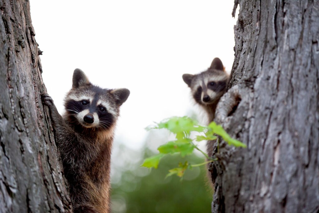 funny racoon names
