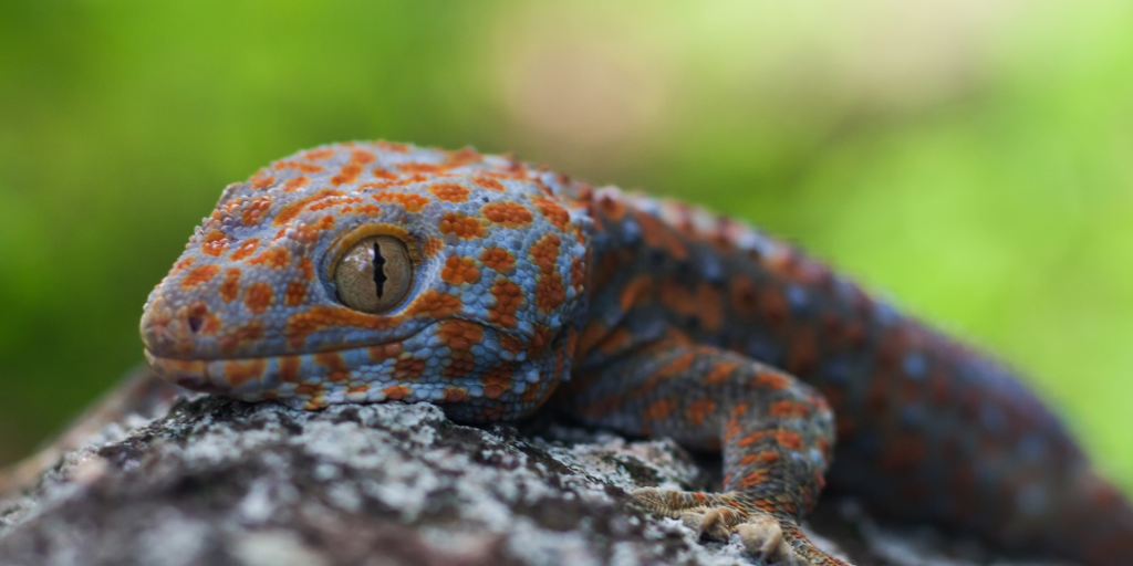 cool pet gecko names