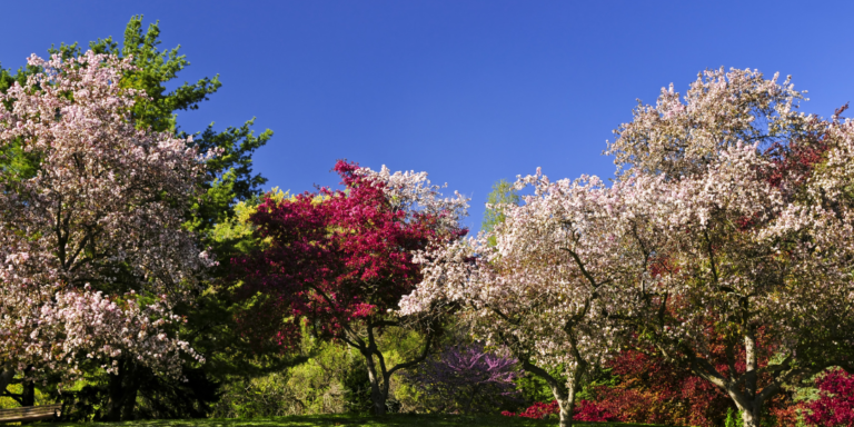 50-funny-weird-names-for-trees