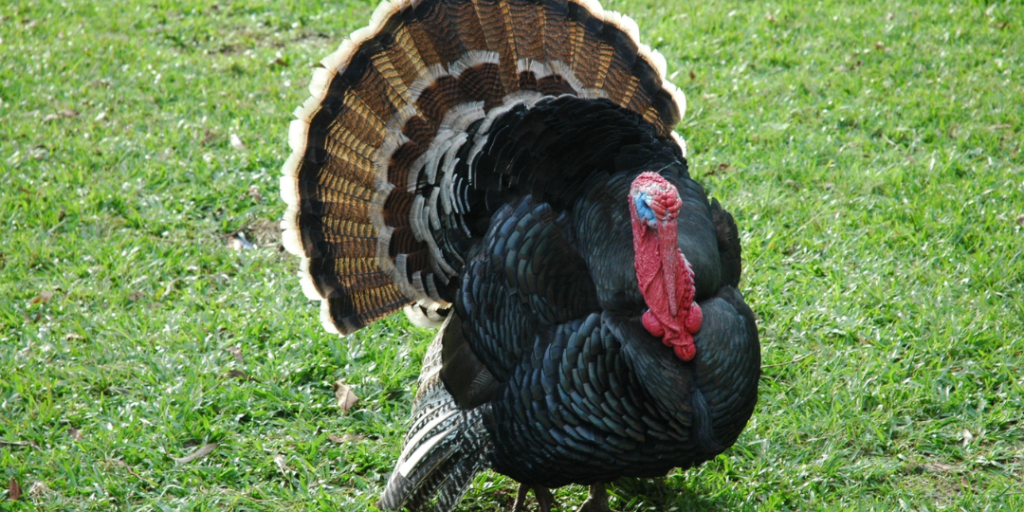 Funny Turkey Names