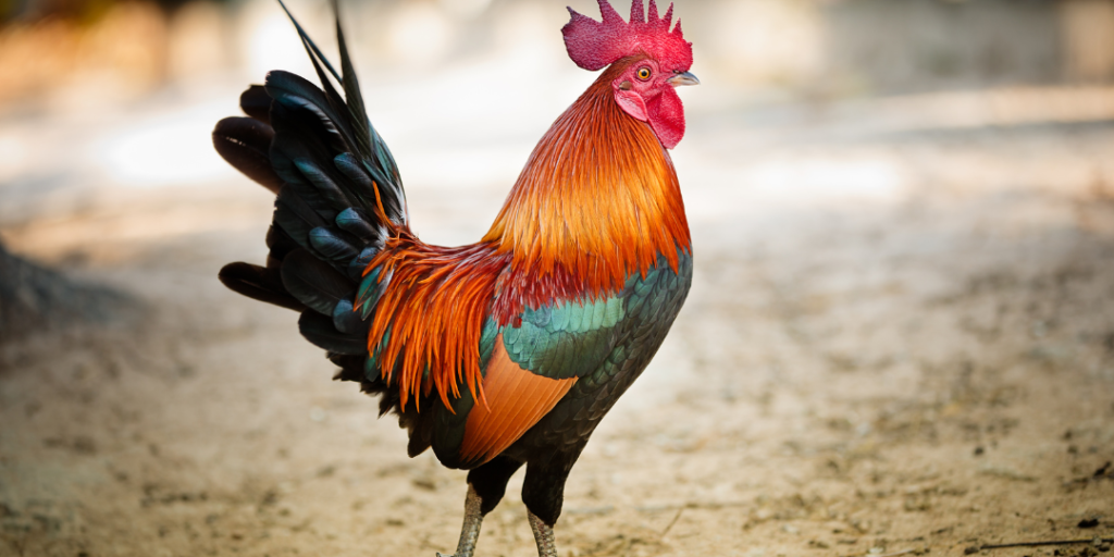 Funny Rooster Names