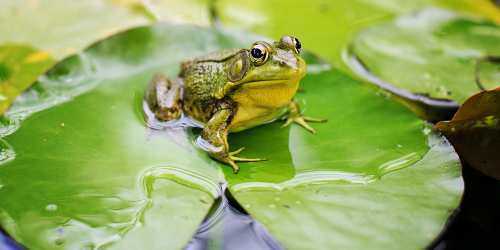 Popular Frog Names