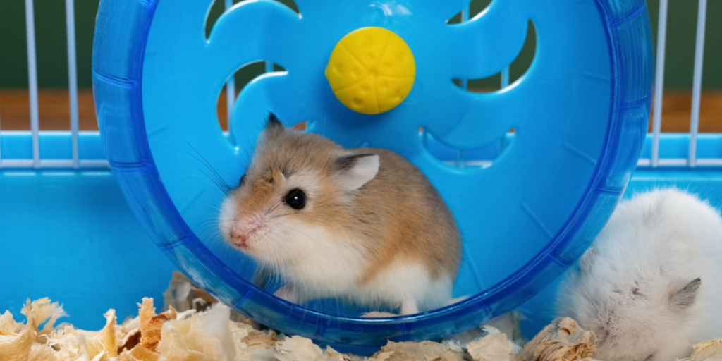 Good Hamster Names