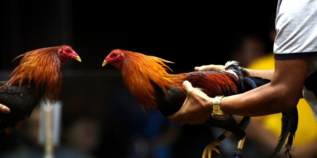 240-cute-funny-rooster-names-ideas