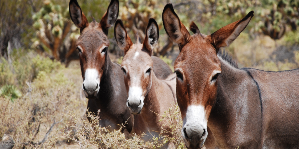 Funny Donkey Names