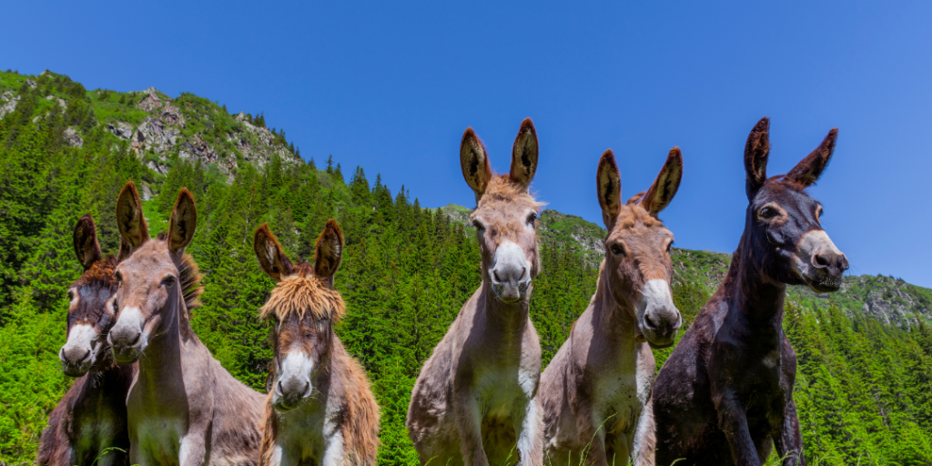 Male Donkey Names