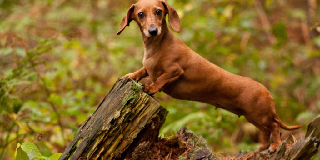 Funny Wiener Dog Names