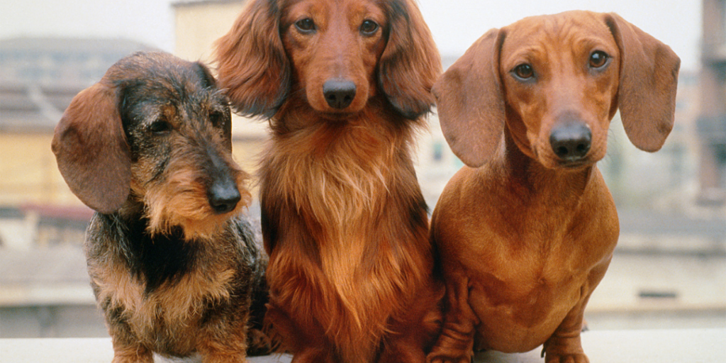 Cute Wiener Dog Names