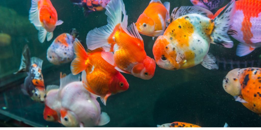 Cute Goldfish Names